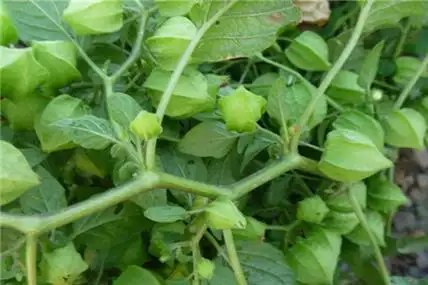 灯笼果的功效与作用