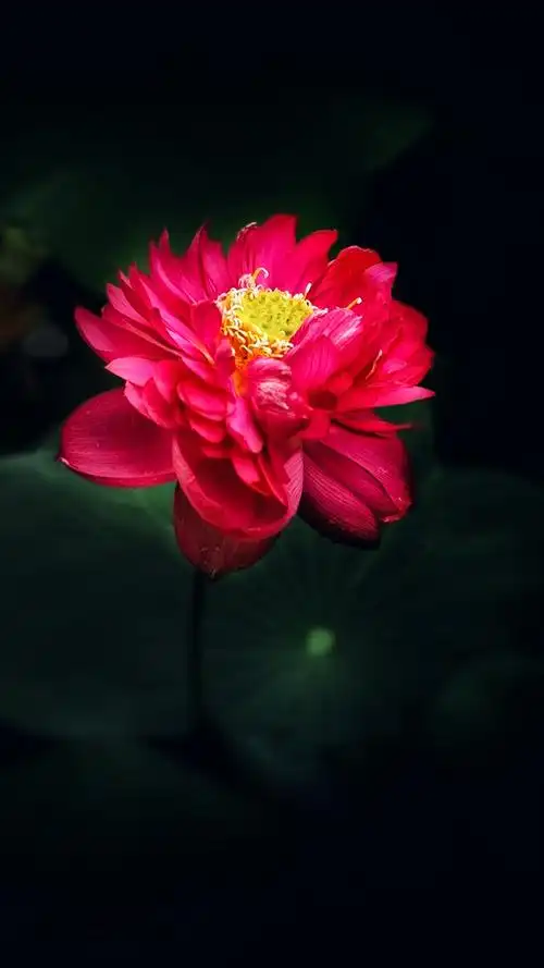 红色荷花摄于温州鹿城