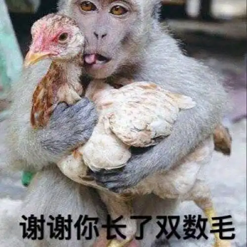 抖音她爱我她不爱我表情_猴子拔鸡毛她爱我表情包_3dm手游