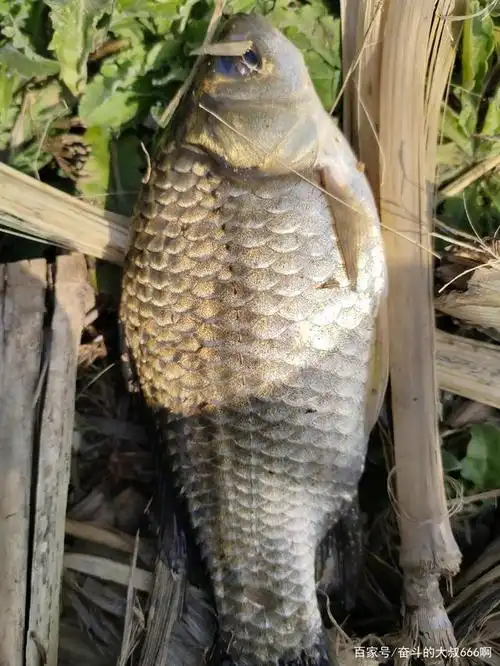 看看今天的鱼货个顶个的大