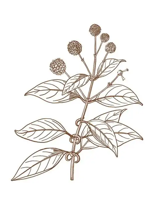 中草药镇静催眠类绘画7252钩藤