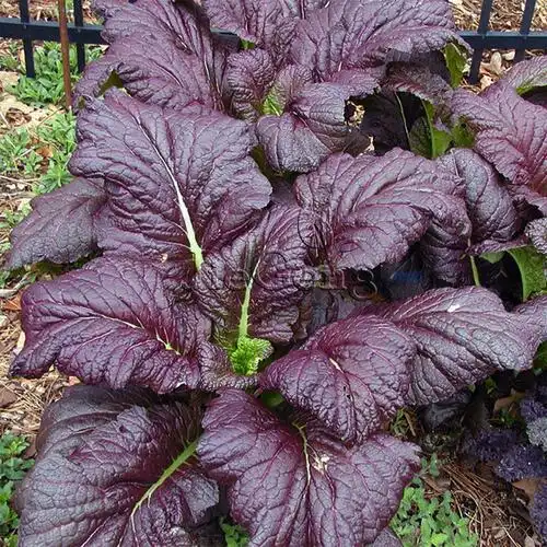 红叶芥菜种子 大叶芥菜 芥末菜 耐热耐寒mustard 进口蔬菜种特菜
