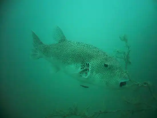 giant pufferfish - 大停泊岛金枪鱼海湾岛屿度假村