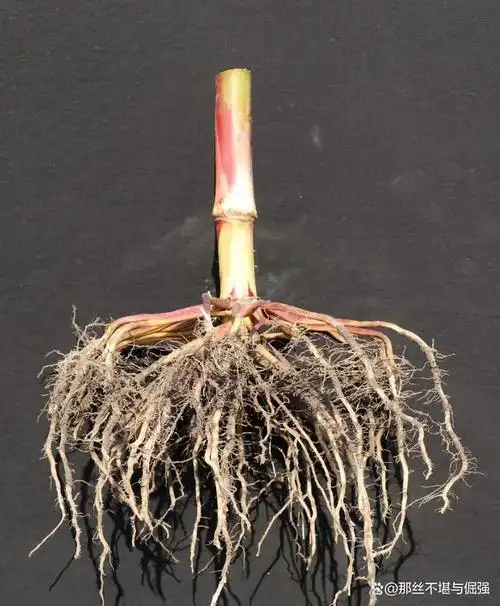 植物世界中各式各样的根须,您认识几种?