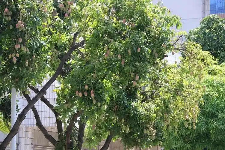 创出更美盐边盐边人行道树上的芒果和普通芒果一样吗能食用吗真相是