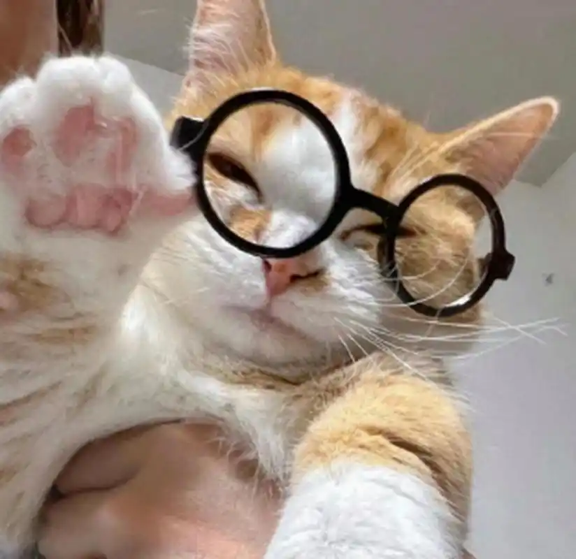 戴眼镜的小猫咪,有没有很斯文的感觉?