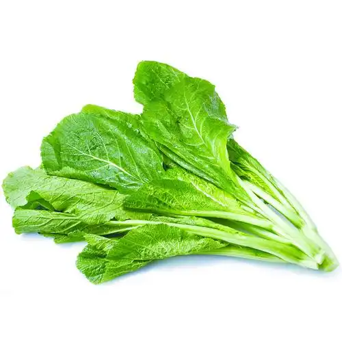 大坪铺包心芥菜耐热耐寒春夏秋冬均可种植品质好可做酸菜