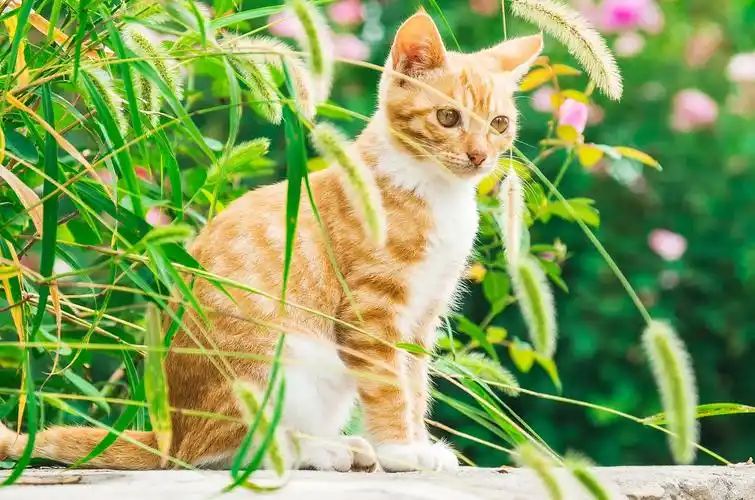 花丛中的橘猫|摄影|宠物摄影|王烦了 - 原创作品 - 站酷 (zcool)