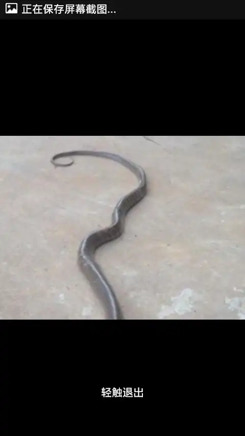 这是什么蛇,毒性强不强