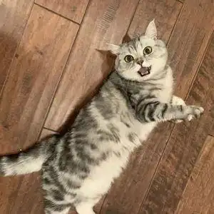 美国银虎斑猫纯种