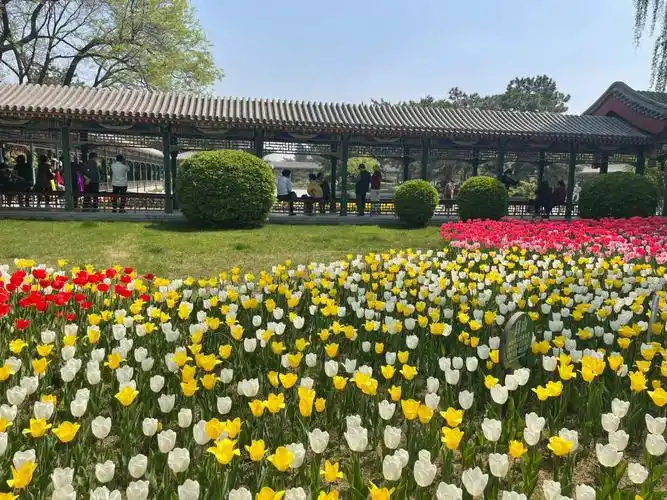 中山公园赏郁金香