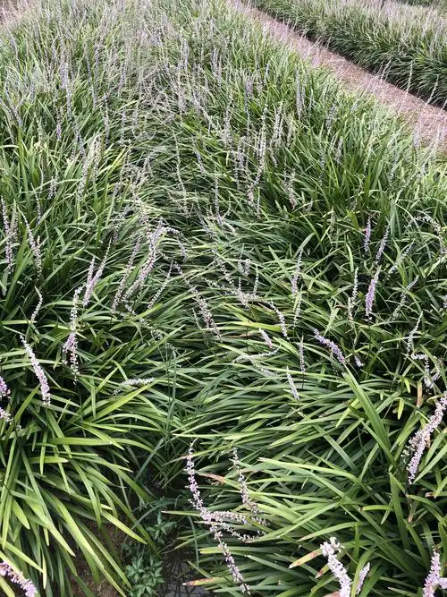 兰花三七·根系发达 优良的植物,根部的强健是它成活的保障 忠鸿苗木