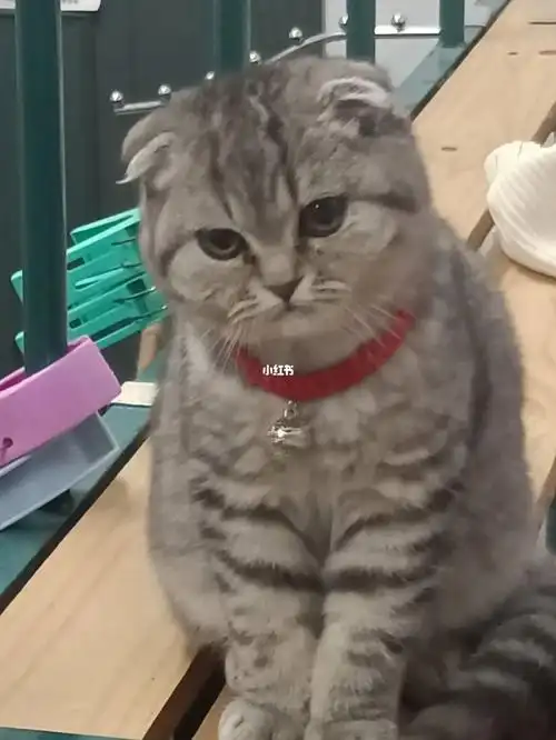 帮我看看我的猫猫发腮了嘛