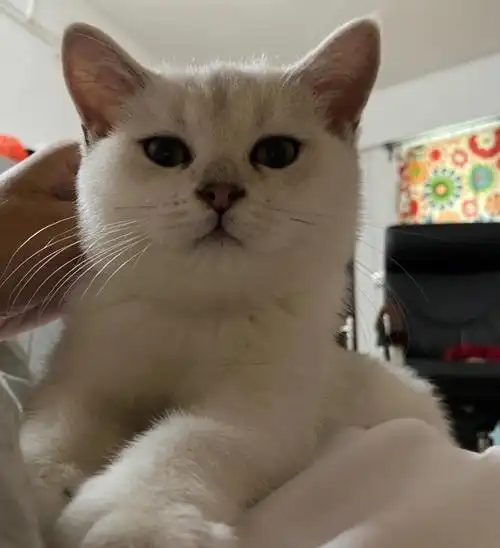 银渐层  #发腮  差不多四个月的小猫咪 这是胖了还是要发腮了