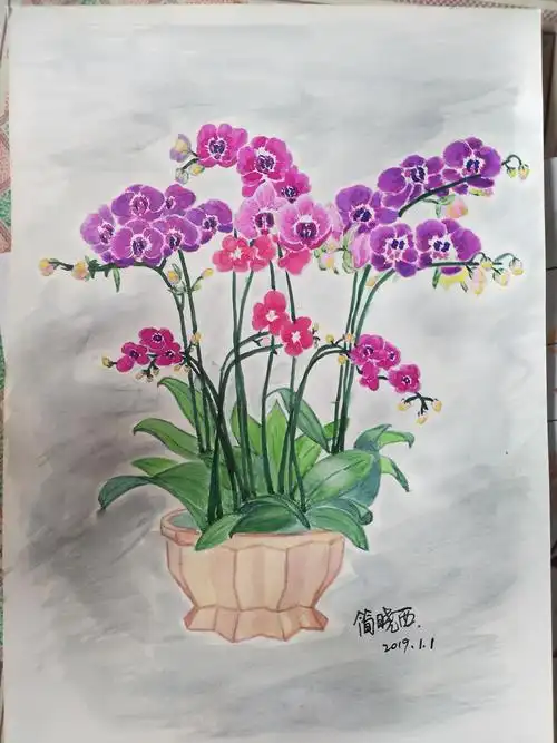 2019第一画:蝴蝶兰