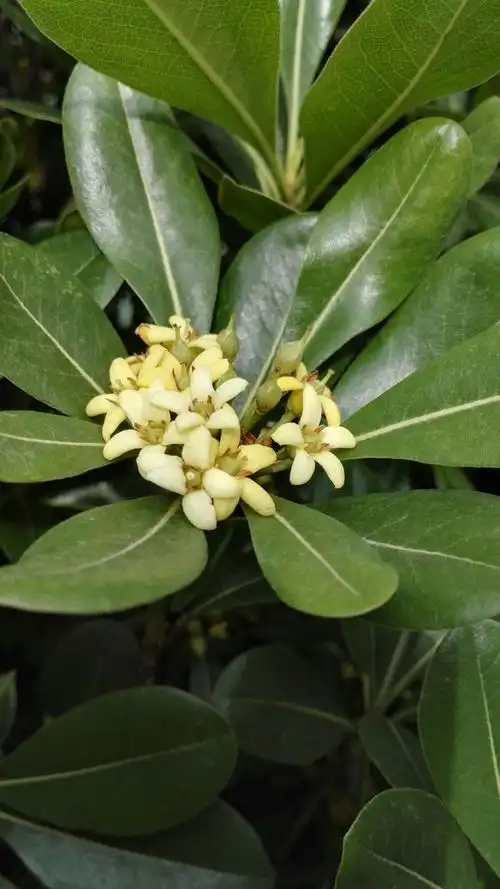 香气扑鼻的大叶黄杨花