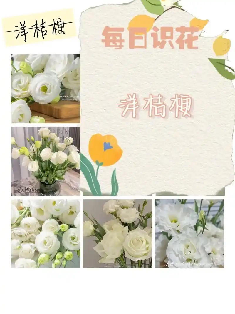 洋桔梗.花语:纯洁美好,真诚的爱,永恒的爱,无悔的爱,不变的 - 抖音