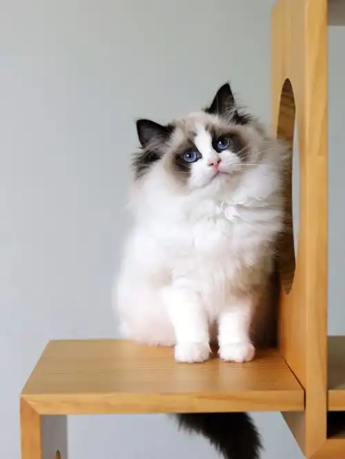 成都猫咪领养  #布偶猫找家  #領養不棄養  #成都