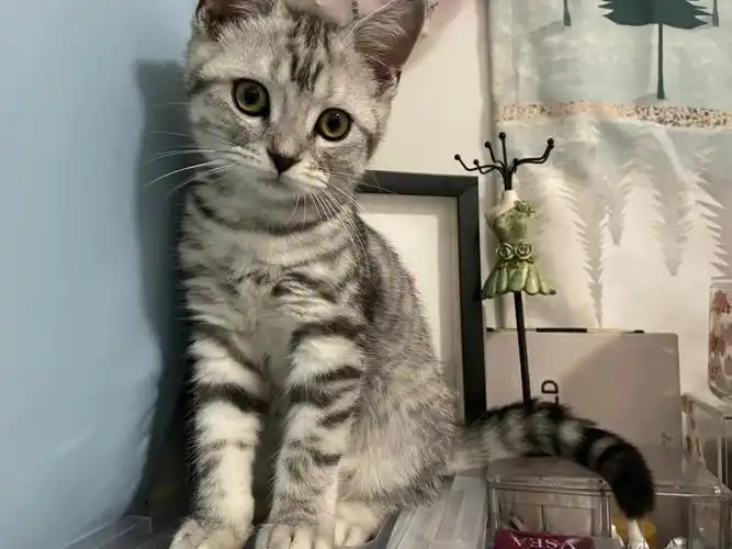 一开始以为崽子是美短虎斑,后来看看也不是,她爸妈