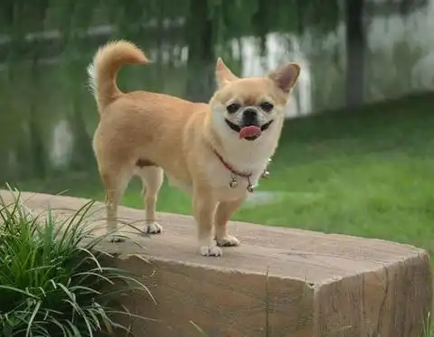 狗狗摇尾巴表达什么样的心情呢