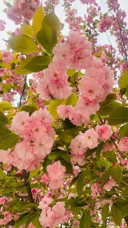 粉色樱花盛开着美丽的花朵