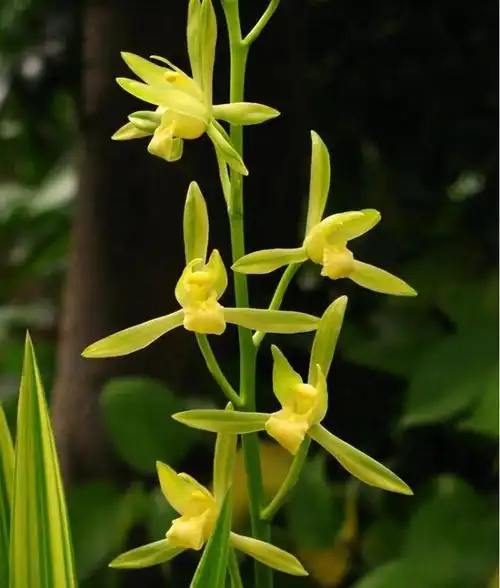 兰花图片大全大图(适合普通人养的十款兰花)