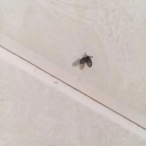 【幼虫的防治】污化池投以 昆虫生长调节剂,会干扰昆虫生活史中荷尔蒙