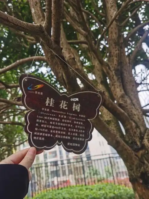 小区植物之桂花树