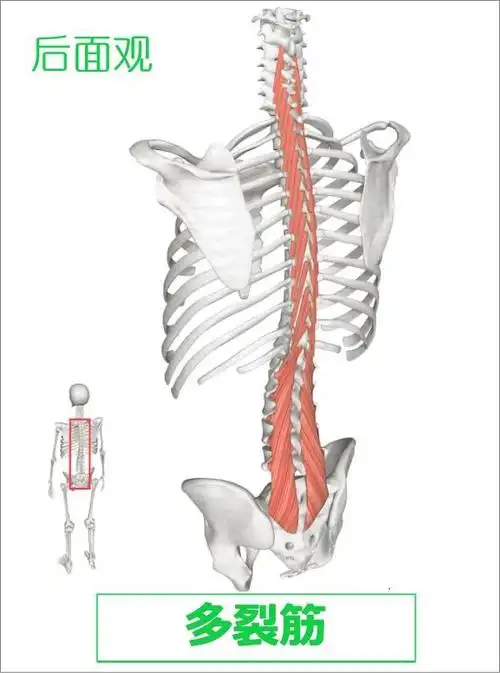 康复触诊新章节-3多裂肌(上)