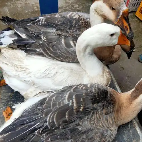 纯朴乡村欢迎您!