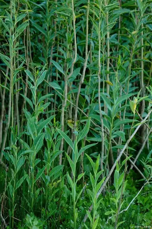 每日认识一味中药-柴胡