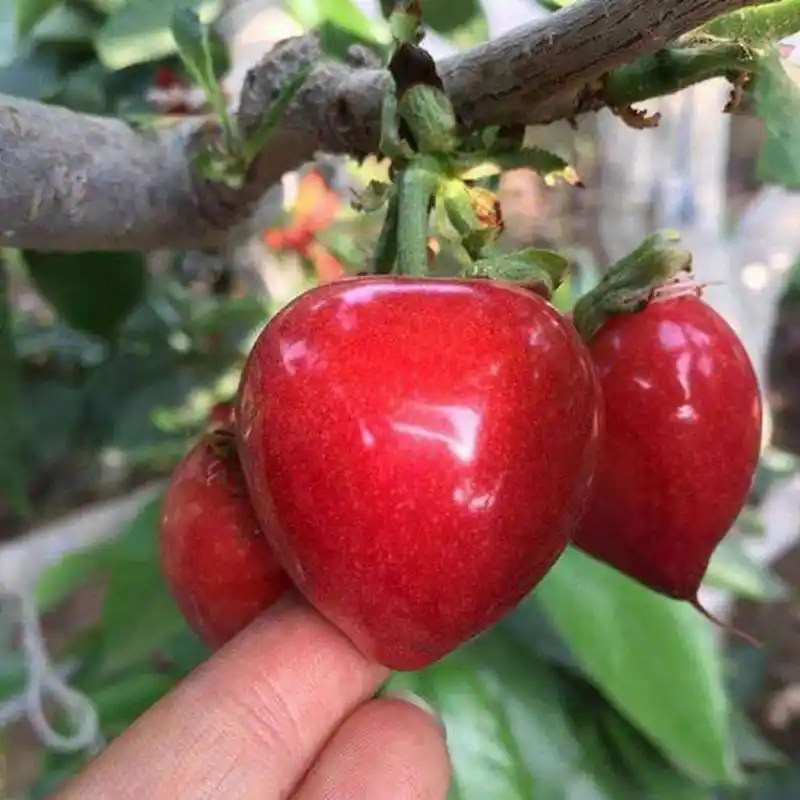 1,	红灯樱桃 红灯大樱桃是早熟品种的代表之一,果实颜色粉红或艳荷