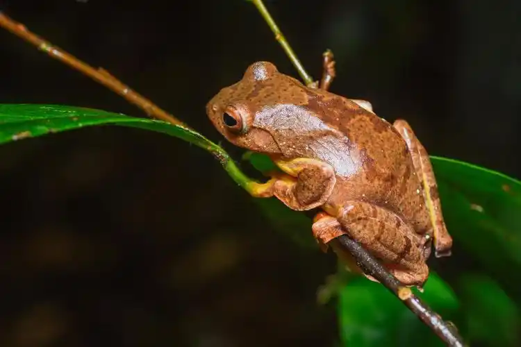 红蹼树蛙