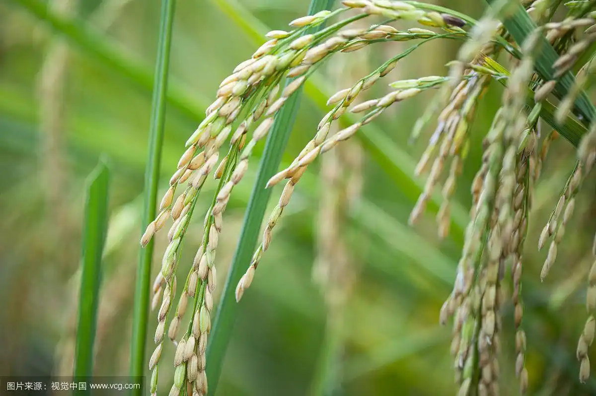 低头的农作物稻穗特写