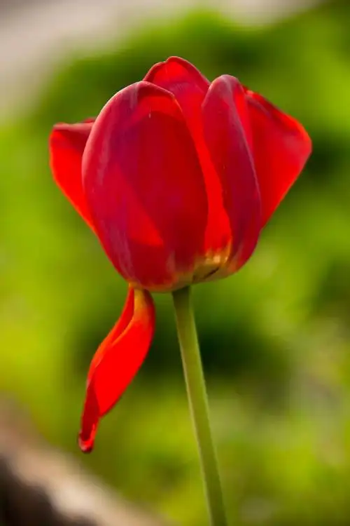 其它 绽放的郁金香 写美篇郁金香,属于百合科郁金香属的草本植物,是