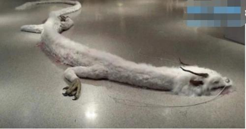 世界上真的有龙吗?如果没有这些图片作何解释?