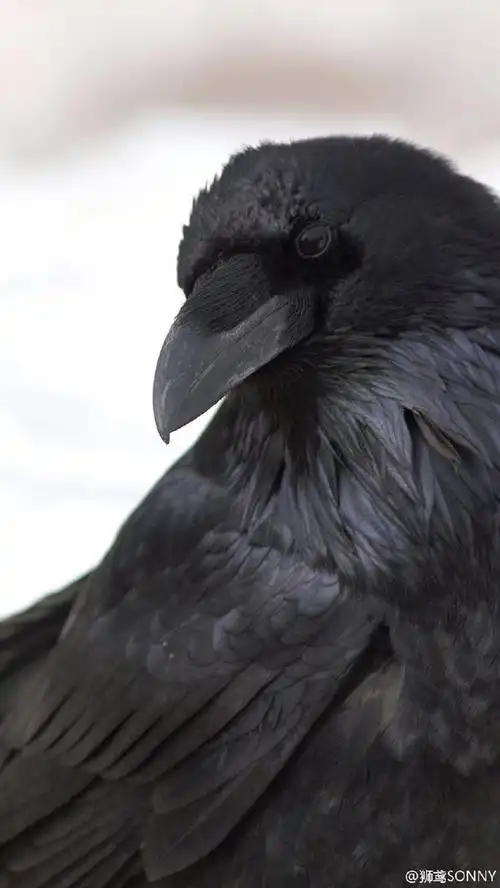 我发现乌鸦真的超美的,爱到不行
