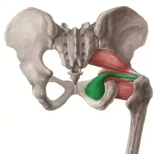 梨状肌闭孔内肌闭孔外肌