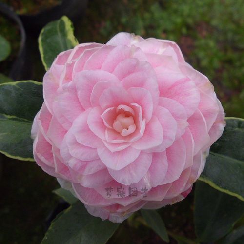 超值金边十八学士盆栽茶花树苗庭院绿植阳台绿植