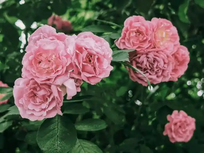 山东赏花图鉴摄影作品院子里的蔷薇花