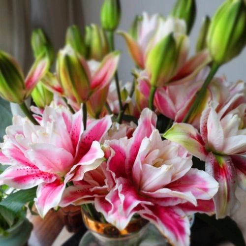 云南鲜花重瓣百合三头火星之恋 一扎5枝包邮到家云南直发新鲜客厅