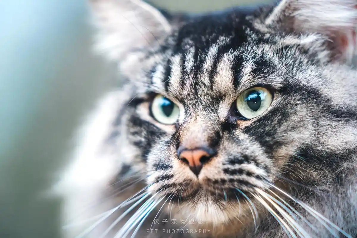 [7/30]宠物摄影体验计划ing