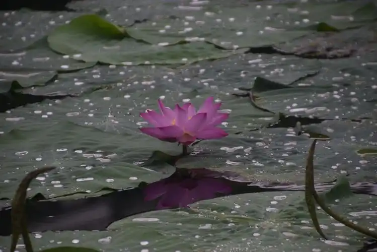 水出芙蓉映芳姿