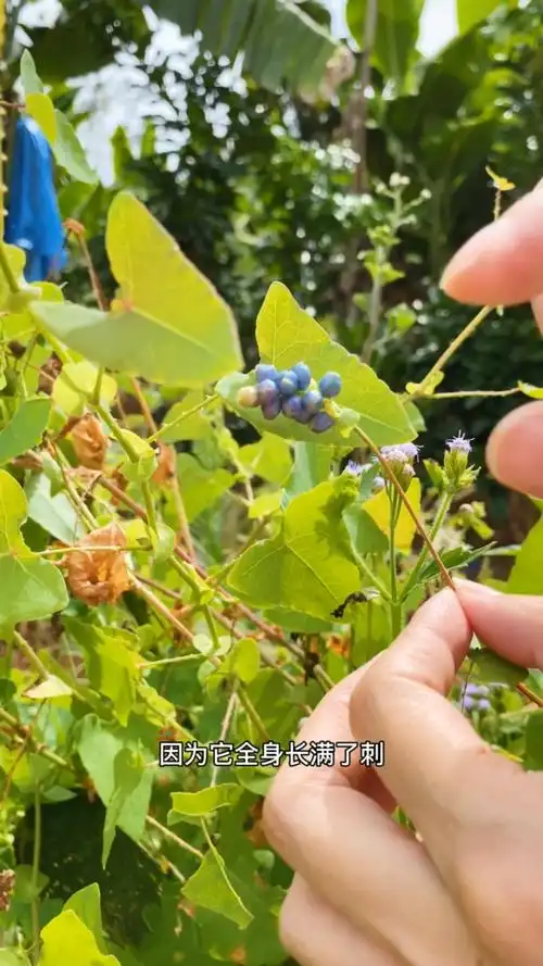 杠板归也叫蛇倒退,蛇不过