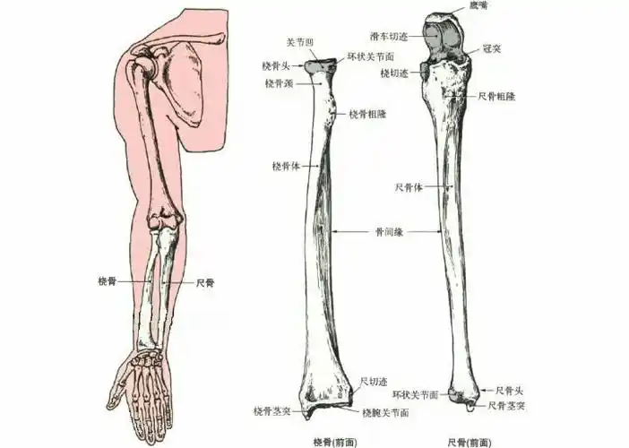 知识简介: (1)腋窝部位的生理组织结构:分布有支配上肢的神经和血管