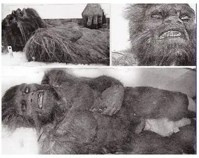 雪人的真实面目大量的国内外资料显示,西藏雪人确实存在.