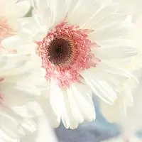 唯美意境一朵花头像图片