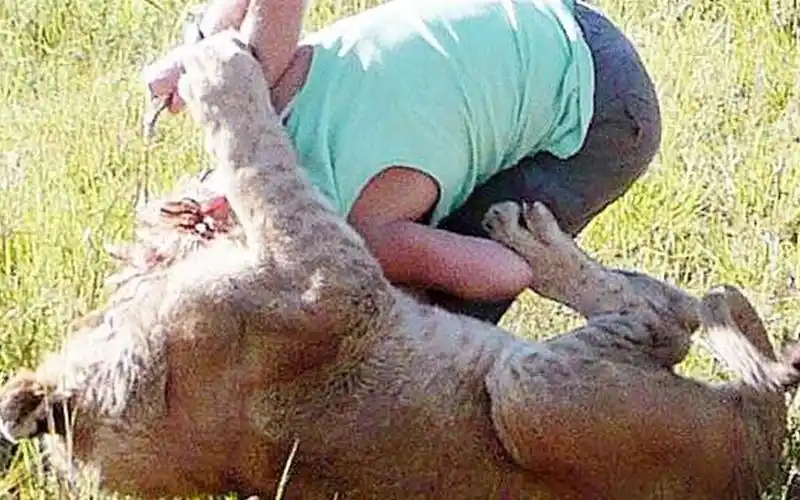 十大狮子袭击人类吃人恐怖影像全记录被管理人员当场击毙太可怕了