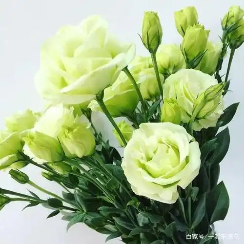 4种绿色花花朵漂亮清新见过的人不多