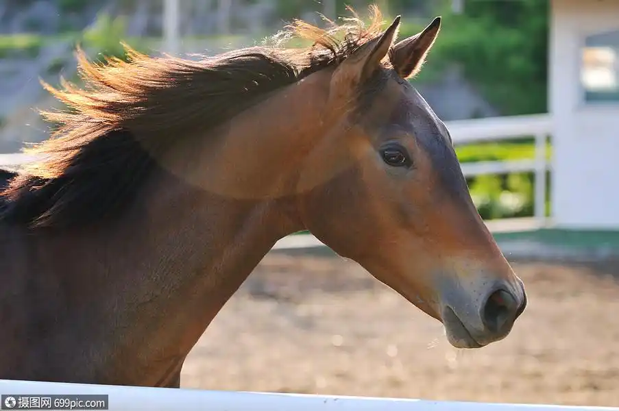 美丽的马大自然中奔跑,并家庭关系耳朵玩